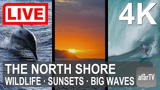 LIVE in 4K: The Famous North Shore  of Oahu, Hawaii
