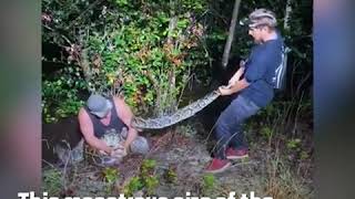 Massive 18 Foot Python Wraps Around Hunter