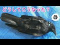 【気絶】カラスが台風による突風に驚きすぎてこのようになりました･･･w 可愛いALSOK猫＆帽子猫＆帽子犬w 20190909、カラス＆四つ足トリオ