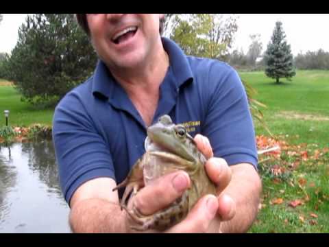 The Crying Bull Frog