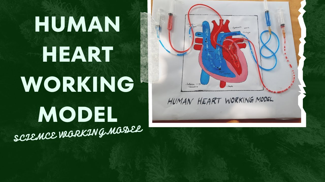 Human heart working model//hearr work model with explanation in ...