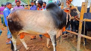 Vai Koto Dam | Big Cow | Paragram gorur hat | Ambari GorurHat | Cow videos| Cow price