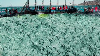Unbelievable hundreds of tons of herring are caught by large nets - I've Seen it Big Fishing Net #02