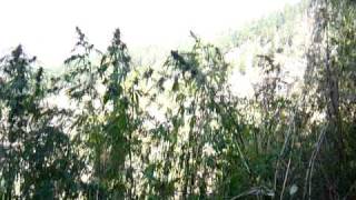 Marjuana, Charas, Parvaty Valley, Himachal Pradesh, Chillum