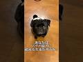 パグに見つめられると… #doggie #パグ #cutedog #pug #puppy #犬のいる暮らし #doglife #dog #healing #sleeping #犬動画 #犬好き