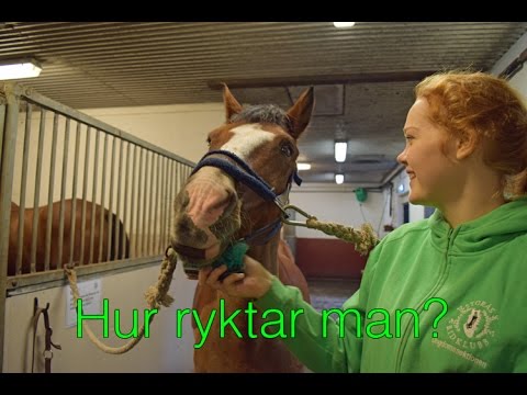 Video: Hur Man Borstar En Häst