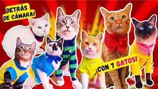 Pongo ROPA a todos mis 7 GATOS para sesion de fotos!