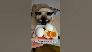 Можно ли давать кошке еду со стола