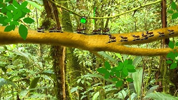 Blender Shortfilm : Wormstory : Storyboarding using VSE