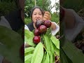 Mangosteen can only bear fruit on trees that are at least ten years old the queen of fruitsfruit