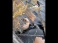 The most amazing kitten rescue ever!