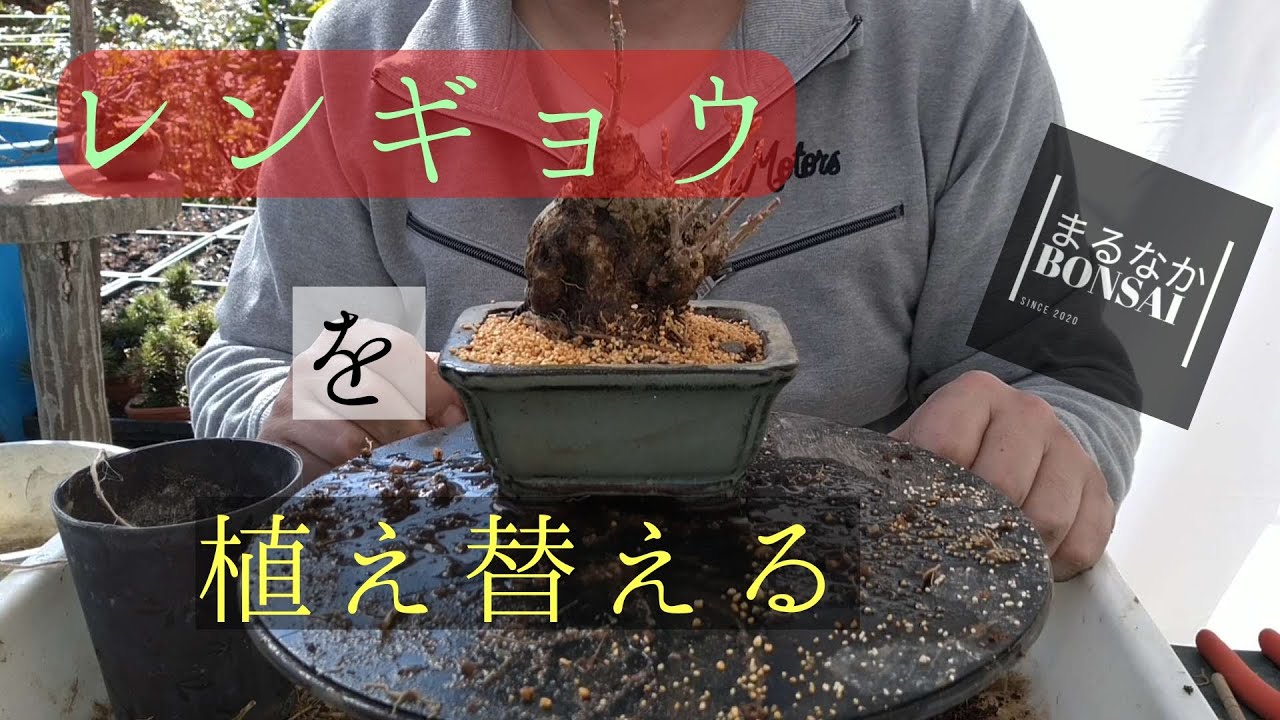 ミニ盆栽 レンギョウの植え替え 小盆栽 超簡単 盆栽お手入れ講座 盆栽植え替え まるなかbonsai ミニ盆栽 盆栽 小品盆栽 Youtube