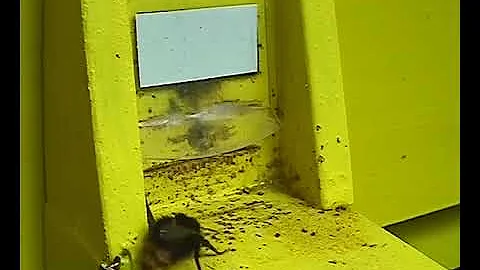Jak vypadá čmelák?