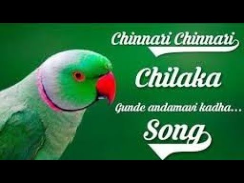 Chinnari chinnari chiluka telugu love failure wats app status lyricsla litha audios and videos
