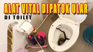 MEMBUSUK! Penis Dipatok Ular Kobra Saat di Toilet