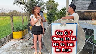 2 Câu Đố Bá Đạo, Cây Gì Không Có Là Mà Có Trái Ăn Được. Thúy Kiều, Thúy Vân Cách Nhau Bao Nhiêu Tuổi