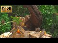 No ads cat tv for cats to watch  birds  squirrels eat on the grass  birds for cats 4k