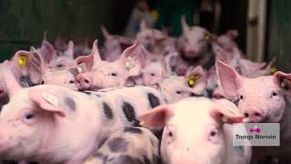 El Pietrain de Topigs Norsvin - Un producto único en el mercado
