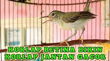 kolibri kelapa | wiceh | manggar | korlap betina gacor korlap betina bikin korlap jantan gacor