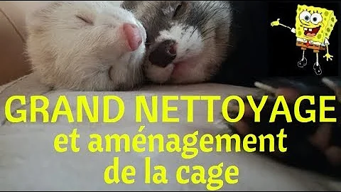 Comment organiser la cage d'un furet ?