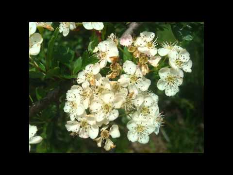 Видео: Информация о Crataegus Tree - Советы по выращиванию Mayhaws в ландшафте