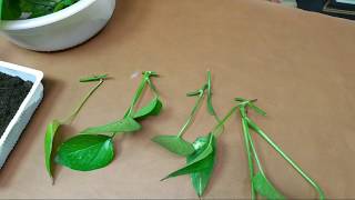 (阿美美)黃金葛繁殖扦插方法綠蘿 