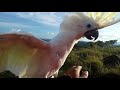 Burung Kaka tua (cayko) terbang sore hari dibukit bukit indah Papua