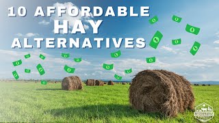 10 Affordable Hay Alternatives for Feeding your Animals