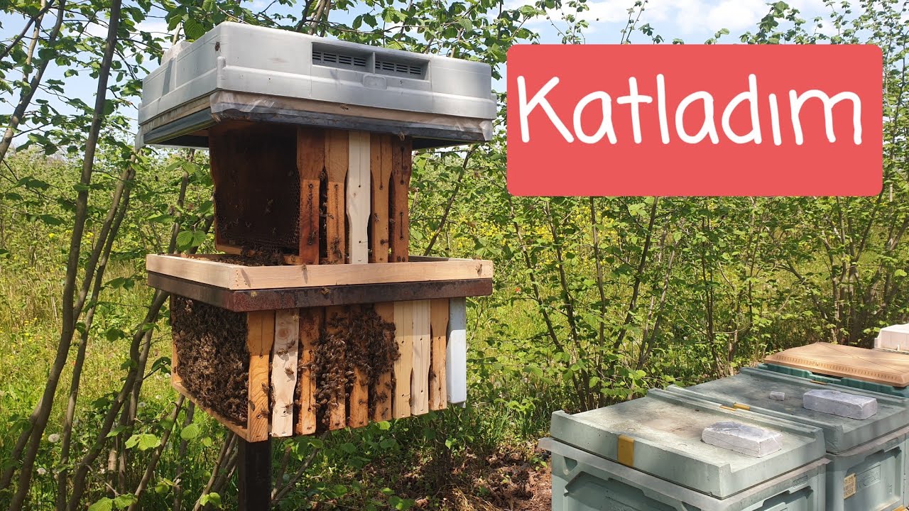 Açıkta  Kışlamış Arıya Kat || Çarduş-7