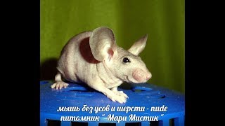 Мыши без шёрстные и БЕЗ УСОВ - голые ( МАРИ МИСТИК ) Мыши без шёрстные и БЕЗ УСОВ - голые ( МАРИ МИСТИК )
