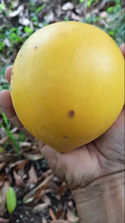 Petik Buah Abiu Jumbo di Kebun Kuang, Selangor.