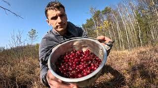 видео: Весенний лес и дикие места  | Нашёл тропу лосей картинка: Весенний лес и дикие места  | Нашёл тропу лосей