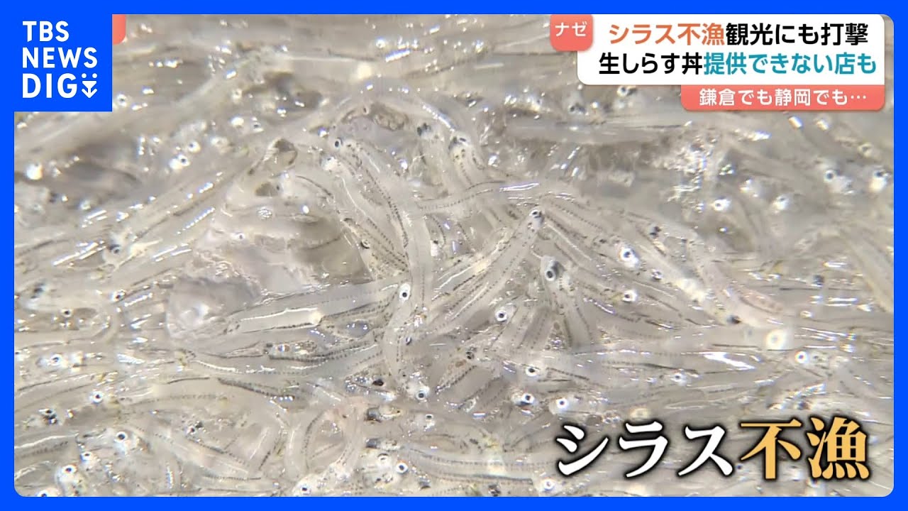 「シラスが大不漁」名物シラス丼がピンチ　シラス漁が不漁で漁獲高8割減も明るい兆し？卵が増えて漁獲高UP？！｜TBS NEWS DIG