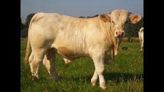 Elevage de charolais - la période hivernale au GAEC ROLIN