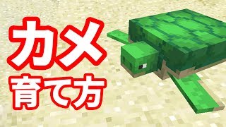 カメの繁殖方法 卵の育て方 仕様 増やす方法 マインクラフト1 13 Youtube