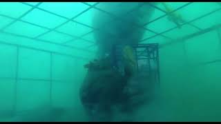 Hungry Seal ,What Are Doing In My Crab Traps