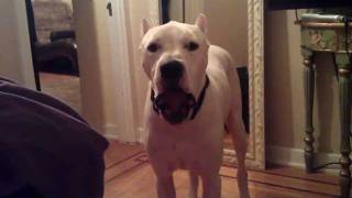 Macho the Dogo Argentino is upset and yelling!