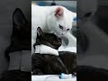 Unconditional Love of a Mother Cat | Heartwarming Moments Between Mom Cat and Her Kittens