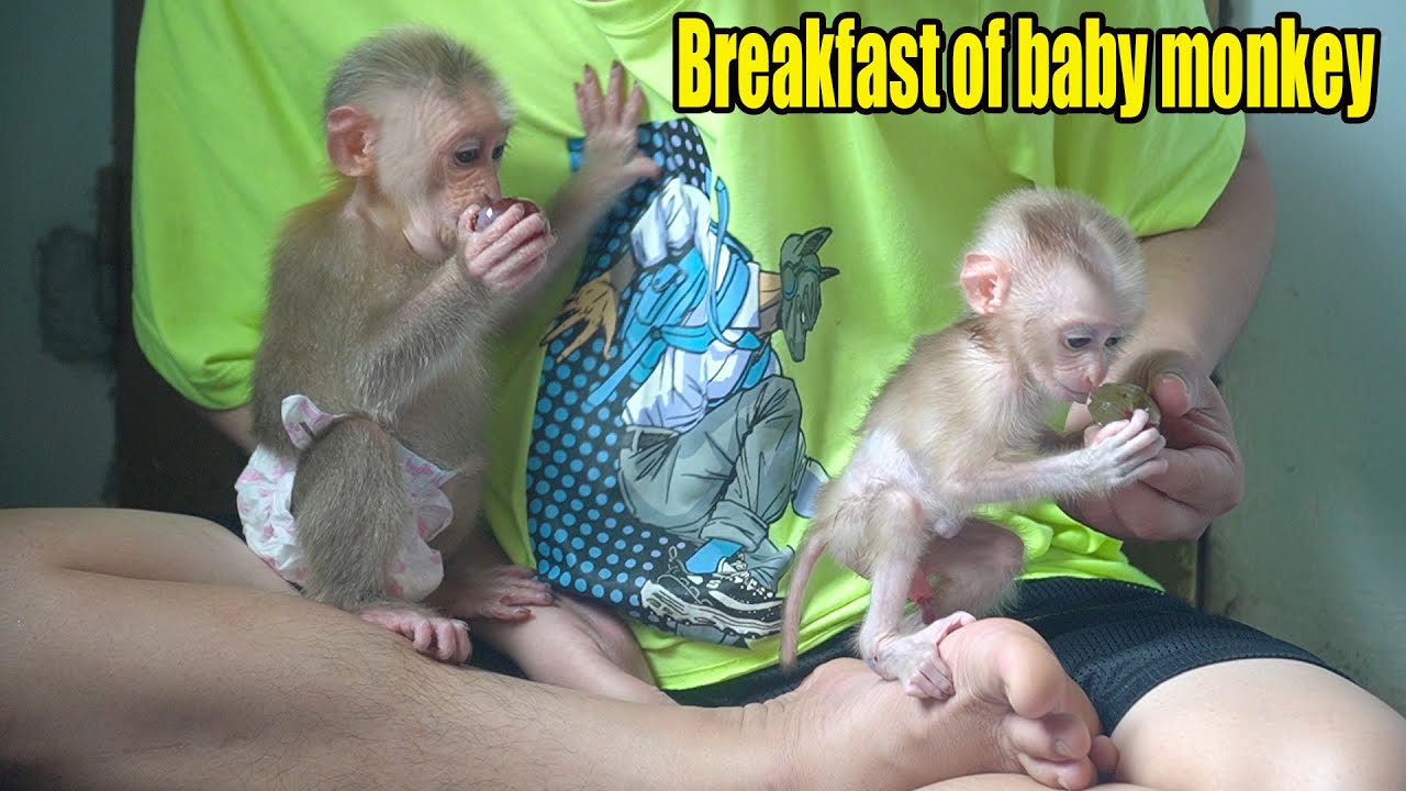 Happy breakfast of baby monkeys Rosi and Rocky - MONKEY ROSI