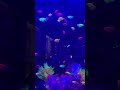 Glofish Tetra #fishing #fish #water #waterfall #tetrafish #glofish #glofishtetra #global #glow #one