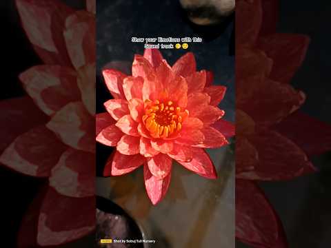 gardening is my emotion 😌 beautiful waterlily in our garden #shorts #emotional #tranding #viral