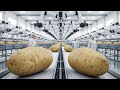 How Potatoes Process Inside the World's Largest Factory (All Process)