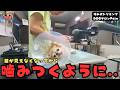 【初来店】行き場を失った両目がみえない１０才チワワの噛み犬トリミング