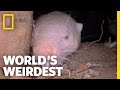 Naked Mole Rats | World's Weirdest