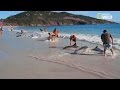 En direct ! Un banc de dauphins s'échoue sur une plage