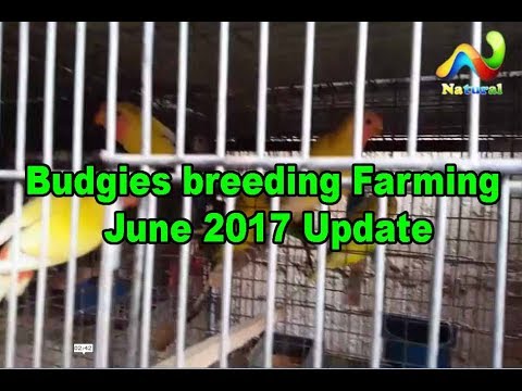 camera iphone 8 plus apk Budgies breeding Farming June 2017 Update URDU/HINDI