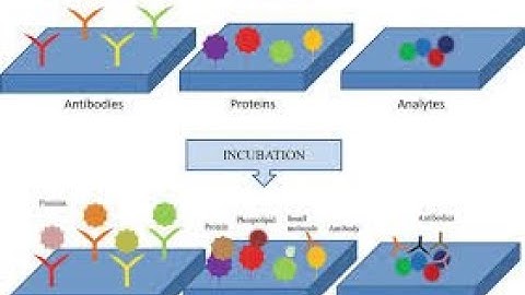 Protein Arrays l Analytical l Functional and Reverse Phase Protein Arrays