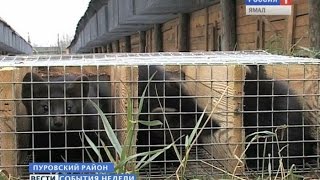 Соболиный мех – истинный российский бренд, может стать и брендом ямальским Соболиный мех – истинный российский бренд, может стать и брендом ямальским