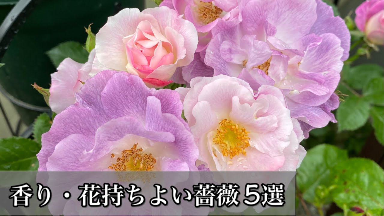 香り 花持ち よい薔薇5選 これぞ二刀流品種 Short Short Youtube