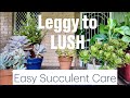 Bushy Succulents: Secret Trick to Grow Fuller & More Plants.Plantherapy